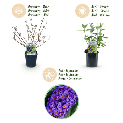 Arbuste à papillons bleu - 3 plantes - Buddleja davidii Empire Blue - Rustique - Pot 17cm - Hauteur 45cm