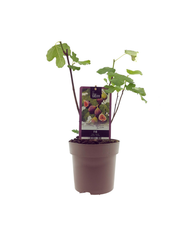 Ficus Bornholm (15017) - Ø15cm - ↕40cm