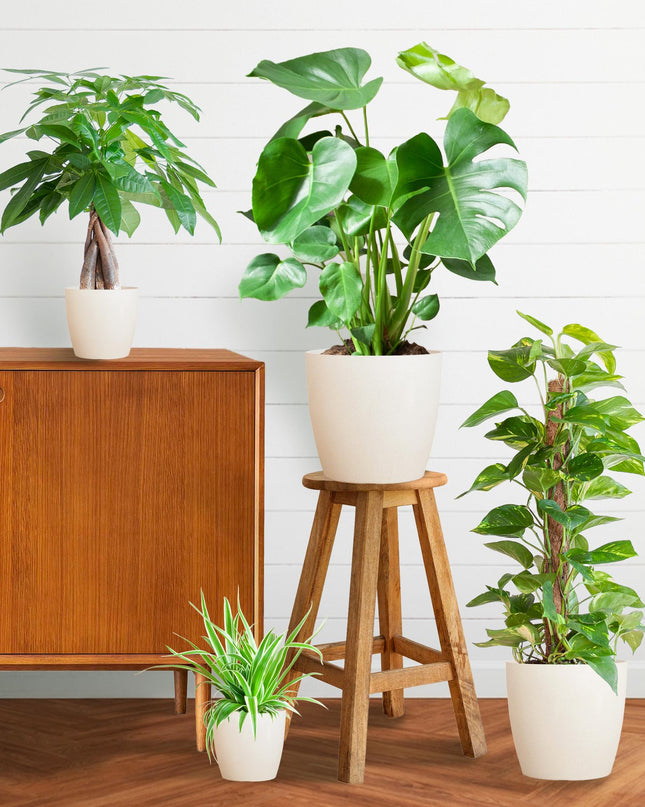 Plantenbox Easy care - 4 planten - incl. vibers pot wit