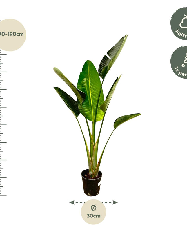 Strelitzia Augusta - 180cm - ⌀30