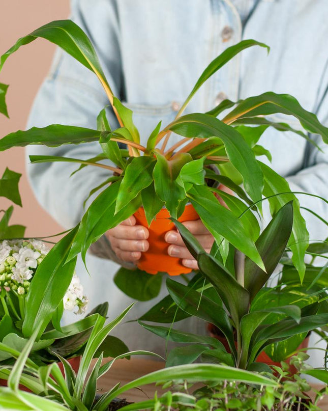 Groene Kneusjesbox - 12 stuks - incl. 12 x mand