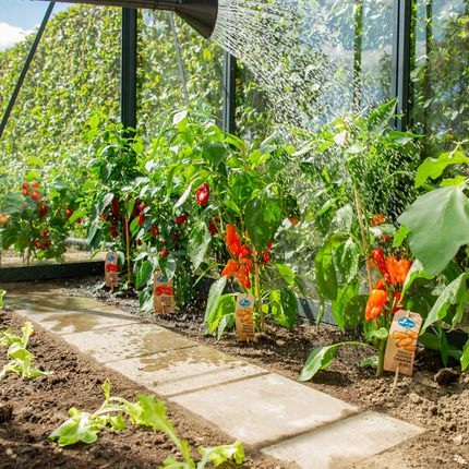Mezcla de verduras rojas para cosechar de 3 plantas - Tomate cherry - Pimiento snack rojo - Planta de chile rojo picante - Ø 14 cm - ↨ 45 cm