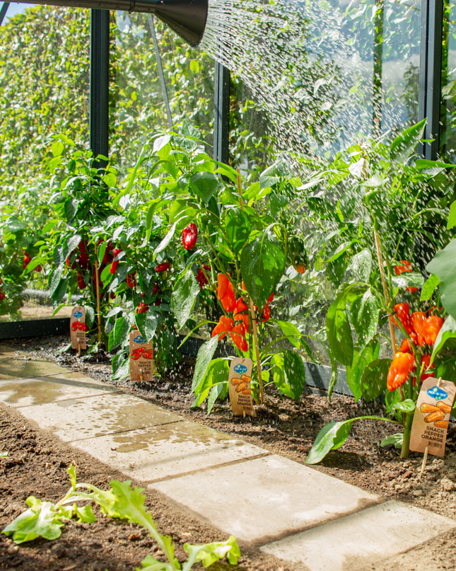 Red Harvest Vegetable Mix of 3 Plants - Cherry Tomato - Red Snack Pepper - Red Hot Pepper Plant - Ø 14 cm - ↨ 45 cm