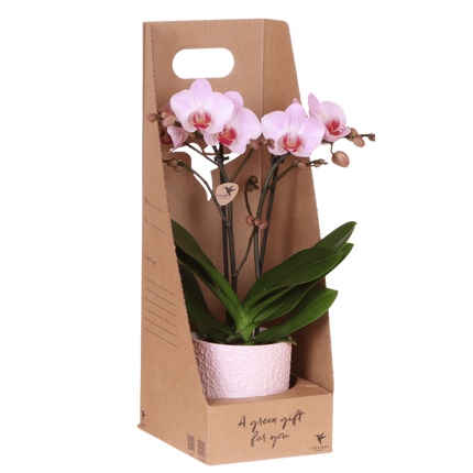 Set de regalo de orquídea Antwerp rosa - incluye caja de regalo, orquídea y maceta decorativa - Ø9cm