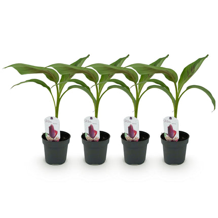 Bananen plant - 4 planten - Musa sikkemensis Red Tiger - Winterhard - Pot 12cm Hoogte 30cm