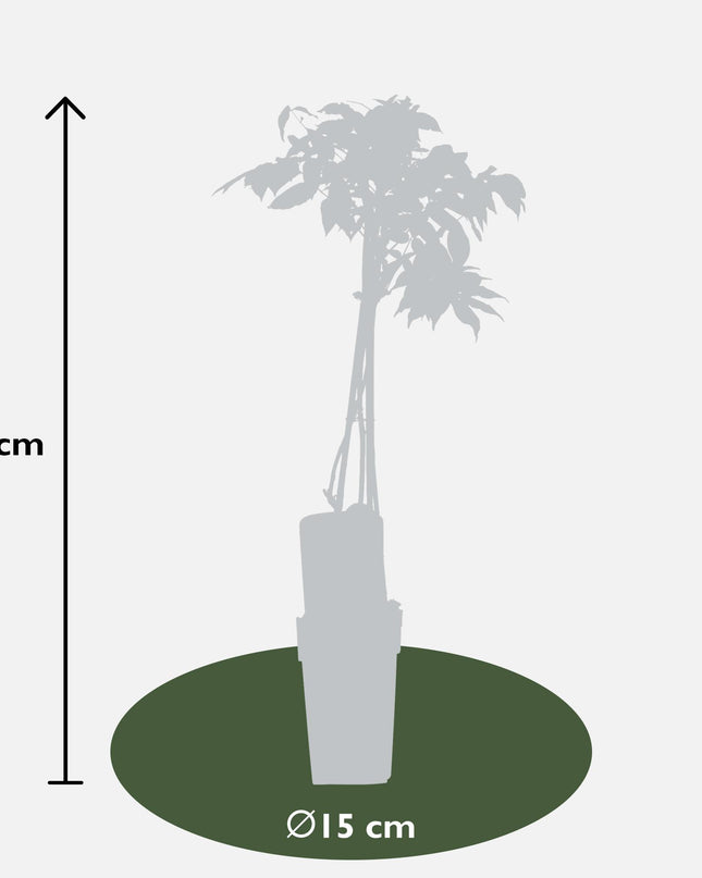 Witte Regen - Wisteria floribunda Alba - Ø15cm - ↕65cm