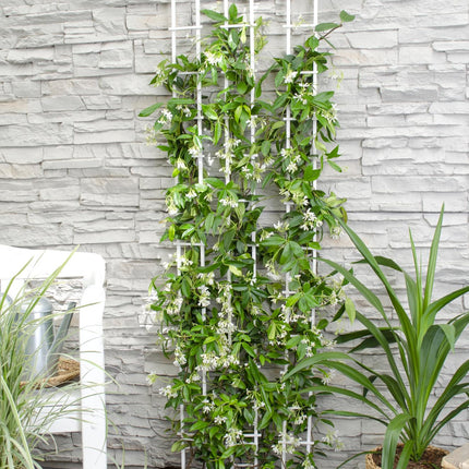 Trachelospermum 'Star of Venice' - Toscaanse Jasmijn Wit - Ø15cm - ↕65cm