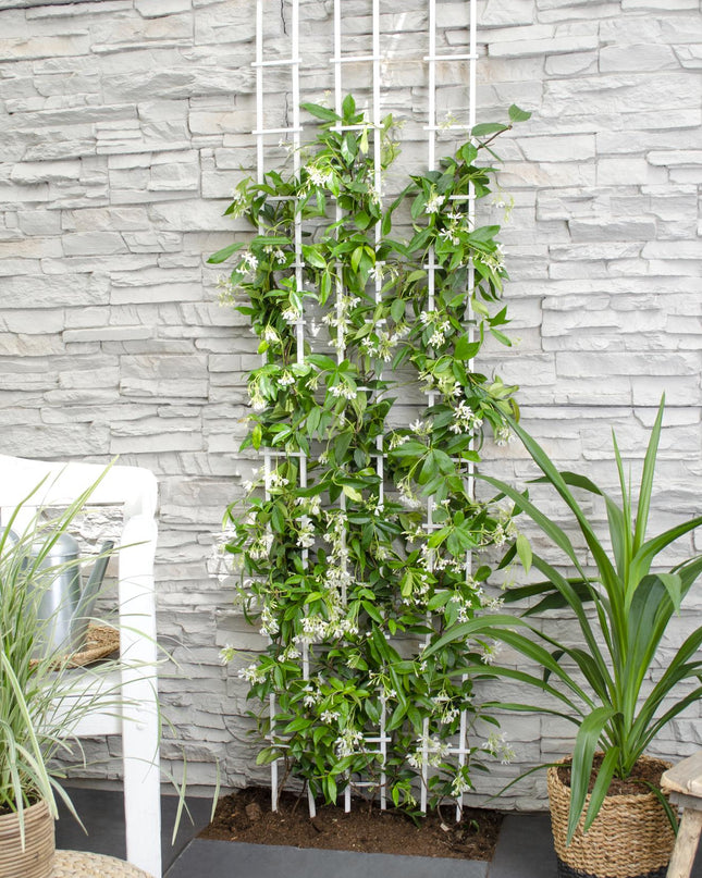 Trachelospermum 'Star of Venice' - Toscaanse Jasmijn Wit - Ø15cm - ↕65cm