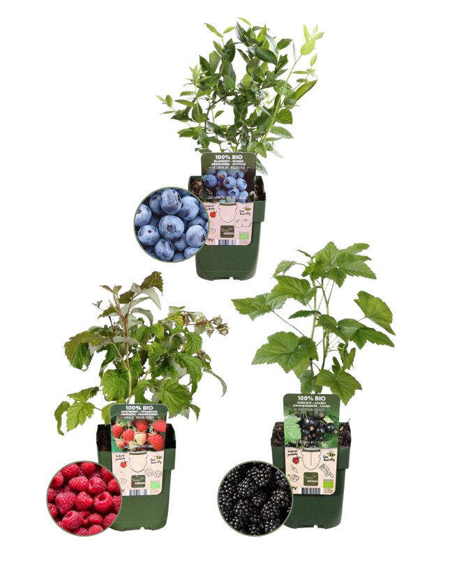 Mix di piante da frutto BIO 3 pezzi - Lampone/ Mirtillo/ Mora