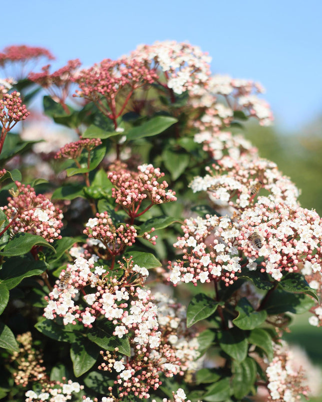 Viburno tinus - Sempreverde - Resistente all'inverno - Fiore bianco-rosa - Vaso 19 cm Altezza 90 cm