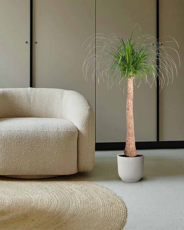 Beaucarnea stam - 120 cm - ø32