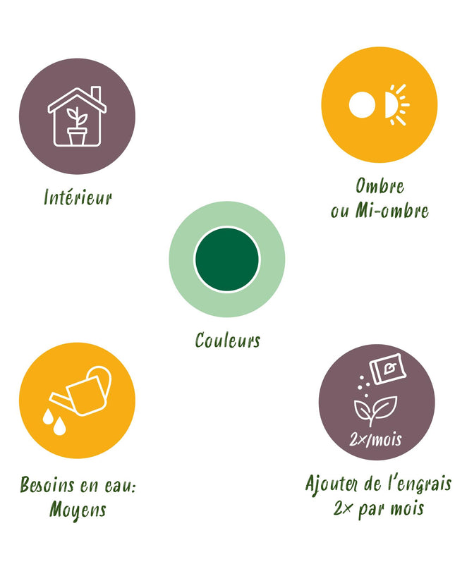 Yucca elephantipes - 2 pezzi - Vaso 21cm - Altezza 100cm