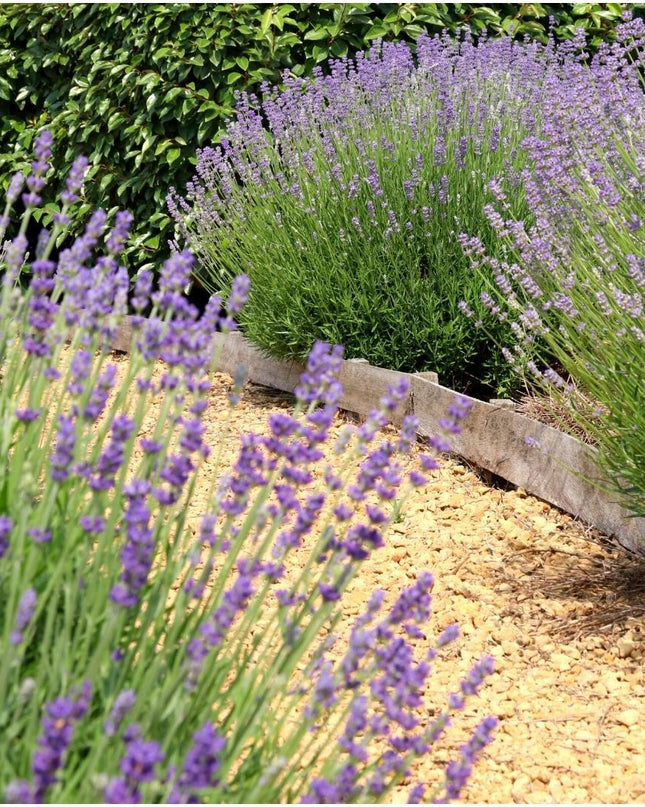 24 x Lavandula angustifolia Felice® - Ø12 cm - ↕25 cm