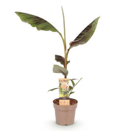 Árbol de plátano - Musa Ever Red - Resistente al invierno - Verde-Rojo - 1 planta - Maceta 21cm - Altura 90cm