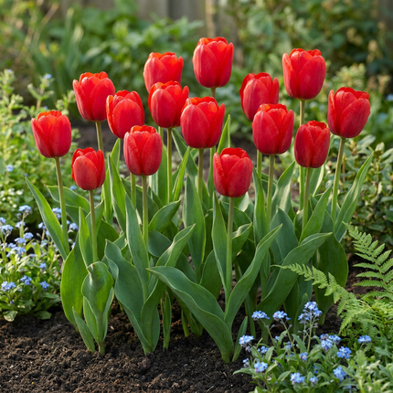 30x Tulipa Triumph Red - Triomftulp - Rood - Voorjaarsbloeier - Bolmaat 11/12