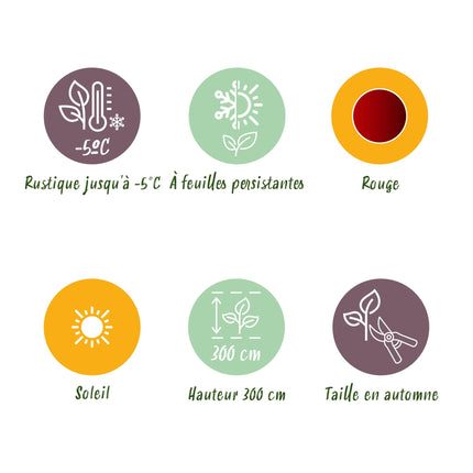 Bananen plant - 2 planten - Ensete ventricosum Maurelli - Winterhard - Pot 12cm Hoogte 30cm