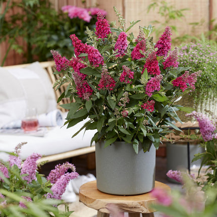 Arbusto de mariposas rojo - 3 plantas - Buddleja davidii Butterfly Candy Little Ruby - Maceta 12cm - Altura 20-25cm