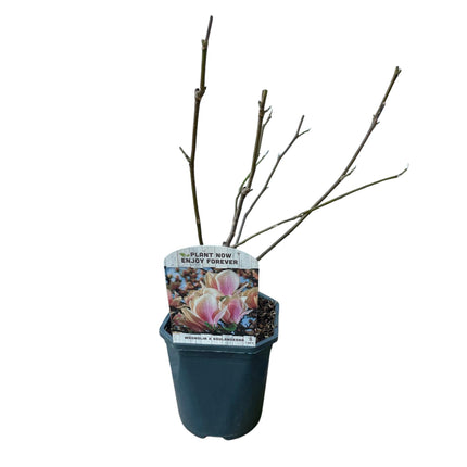 Magnolia Soulangiana  - Bloemen Licht Roze - 1 Plant - Bladverliezend - Weinig Onderhoud - Pot 17cm Hoogte 45cm