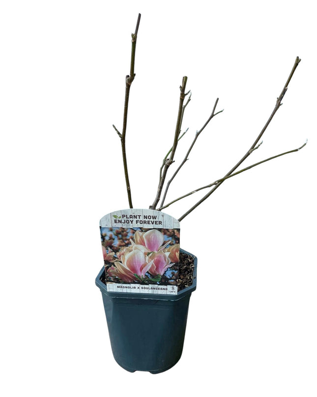 Magnolia Soulangiana  - Bloemen Licht Roze - 1 Plant - Bladverliezend - Weinig Onderhoud - Pot 17cm Hoogte 45cm