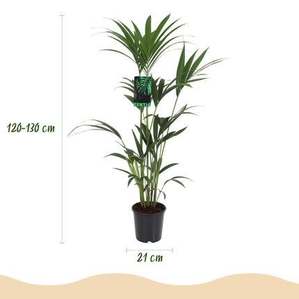 Howea forsteriana – Kentiapalme – 2 Pflanzen – Topf 21 cm – Höhe 120–130 cm