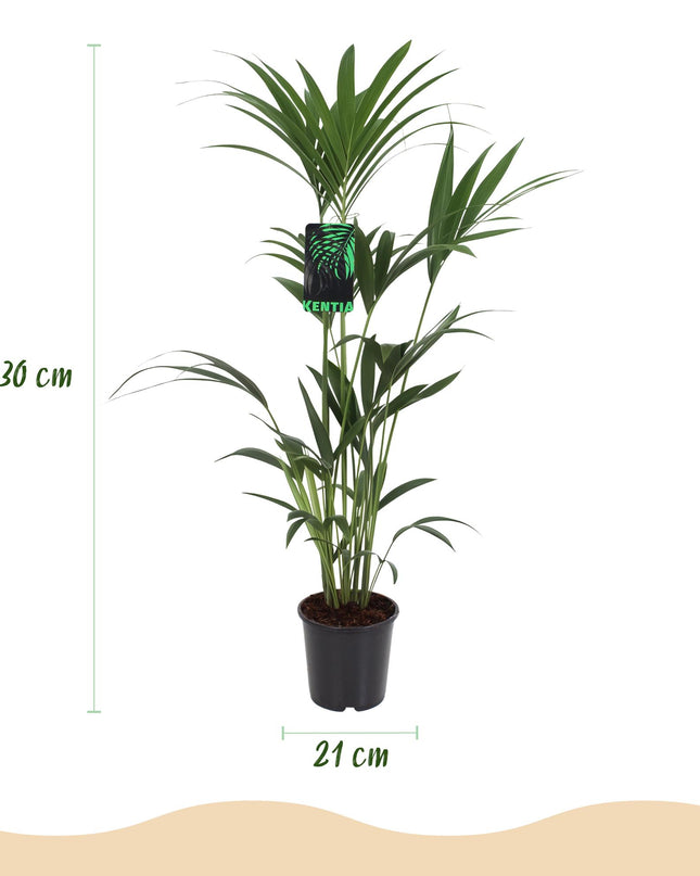Howea forsteriana – Kentiapalme – 2 Pflanzen – Topf 21 cm – Höhe 120–130 cm