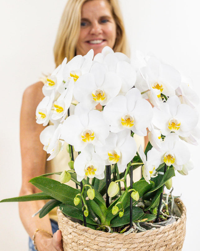 Kolibri Orchids | witte orchideeënset in Cotton Basket incl. waterreservoir | drie gebogen witte orchideeën Niagara Fall 12cm | Mono Bouquet wit met zelfvoorzienend