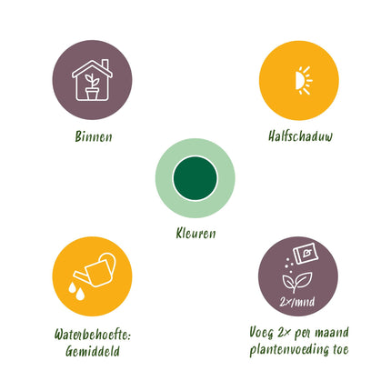 Strelitzie Nicolai - Paradiesvogelblume + Korb - Topf 21cm - Höhe 110-120cm