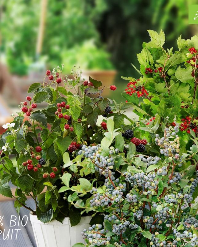 Mix di piante da frutto BIO 3 pezzi - Fico/Kiwi/Mora