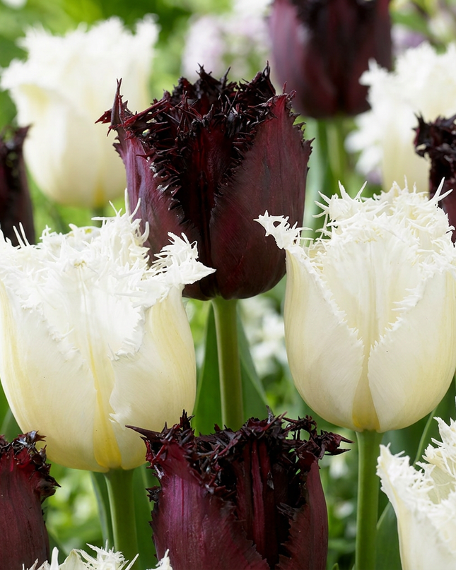 60x Tulipa Breakdance mix - Tulipano Breakdance mix - Vari - Fioritura primaverile - Calibro del bulbo 11/12