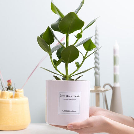 Clusia Rosea Gift "Let's Clean The Air" met wenskaart - Ø12cm - ↕30cm