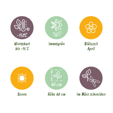 Siergrassen - 4 Planten - Blauw - Geel - Groen - Rood - Bladhoudend - Weinig Onderhoud - Pot 17cm Hoogte 50cm