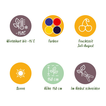 Fruit plants mix deal 4 plants - Red Currant/Yellow Raspberry/Blackberry/Blueberry - Hardy - 4 Plants - Pot 9cm