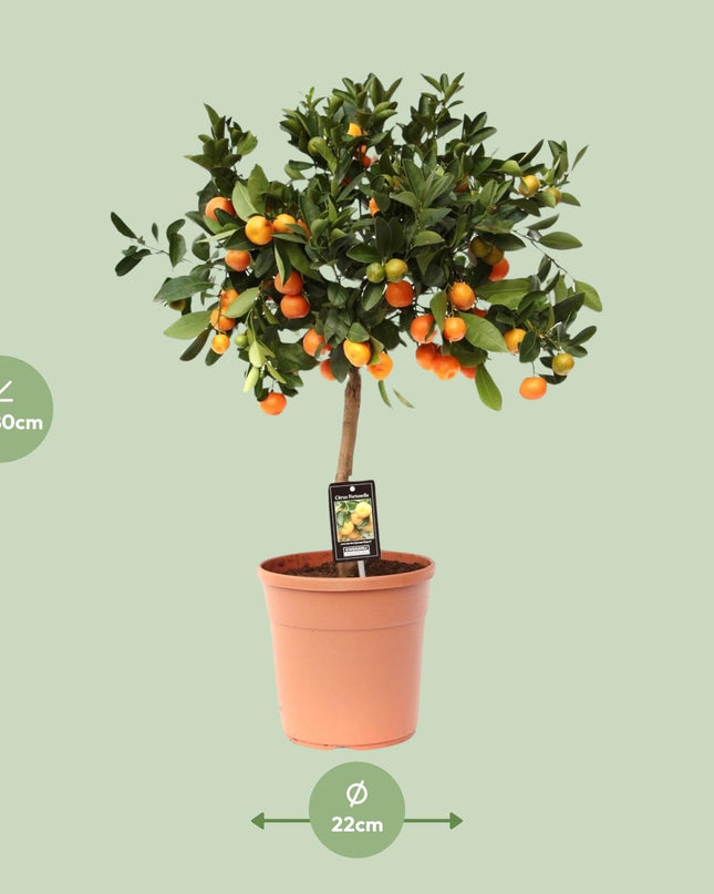 Citrus Calamondin - Ø22cm - ↕80cm