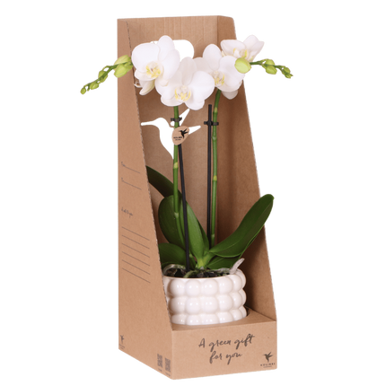 Set de regalo de orquídea Amabilis blanca - incluye caja de regalo, orquídea y maceta decorativa - Ø9cm