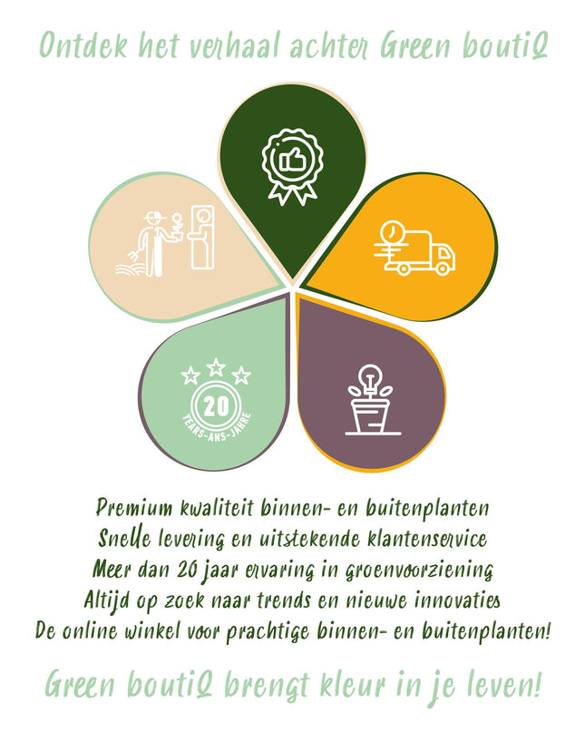 Green boutiQ - Bloembollen - Allium Caeruleum - Kleur Blauw - 40 stuks - Bolmaat 4/5 - XXL Pack