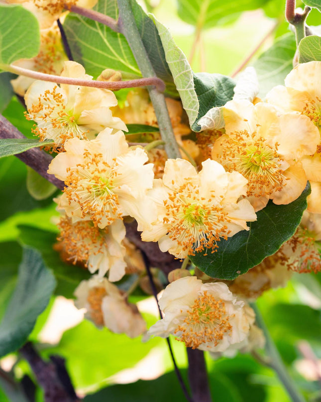 Actinidia delciosioa 'Jenny' - Kiwi - Ø13cm - ↕45cm