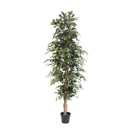 Planta artificial Ficus Benjamina - 205cm