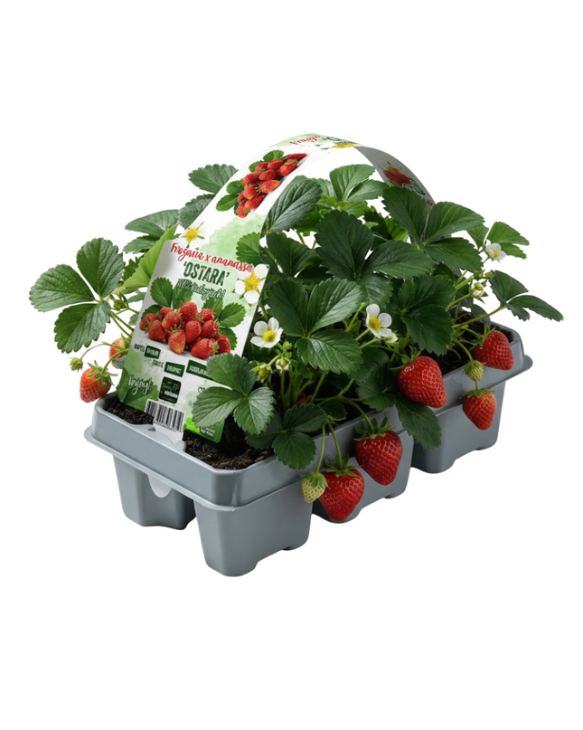Erdbeeren 6er Pack (Fragaria) 100% biologisch 12x