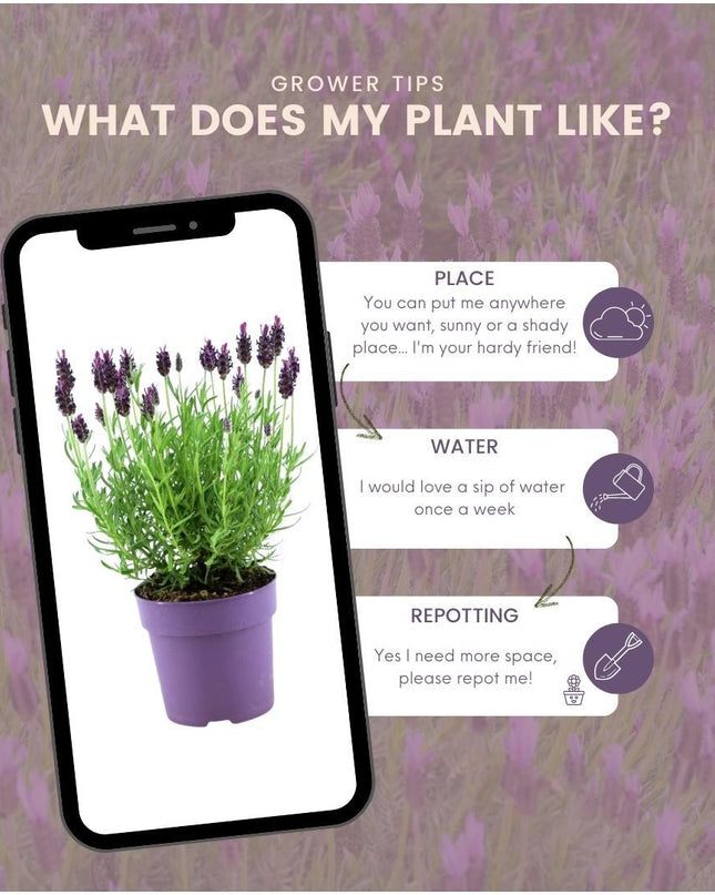 24 x Lavandula stoechas Anouk® - Ø12 cm - ↕25 cm