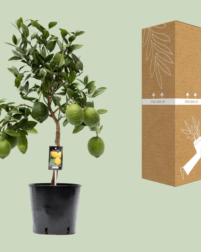 Citrus Lemon - Ø22cm - ↕80cm