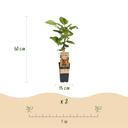 Kiwipflanze Actinidia Weiki & Hayward - 1 Männlich - 2 Weiblich - Pflanzen - Grün - Topf 15cm - Höhe 50cm