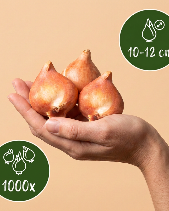 1000x Bulb Garden Blue - Blaue Zwiebelgartenmischung - Verschiedene - Sommerblüher - Zwiebelgröße 10/12