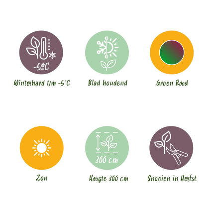 Bananen plant - 2 planten Musa sikkemensis Red Tiger - Winterhard - Pot 12cm Hoogte 30cm