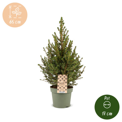 4x Kerstboom Picea glauca Conica - Kegelspar - Ø17cm - ↕65cm