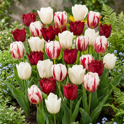 120x Tulipa Dutch Design – Tulpe Dutch Design – Rosa und Weiß – Frühjahrsblüher – Zwiebelgröße 11/12