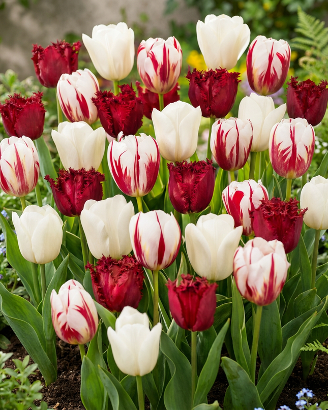 120x Tulipa Dutch Design – Tulpe Dutch Design – Rosa und Weiß – Frühjahrsblüher – Zwiebelgröße 11/12