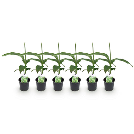 Planta de plátano - Musa Basjoo - Resistente al invierno - 6 plantas - Maceta 12cm Altura 30cm