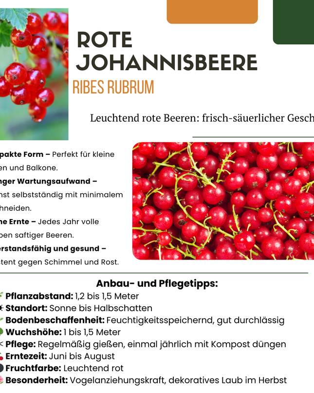 Mix di piante da frutto BIO 5 pezzi - Lampone/ Ribes/ Mirtillo/ Uva/ Mora