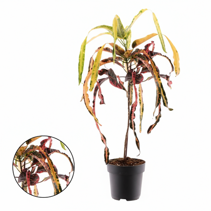Croton Dreadlock - Ø19cm - ↕70cm