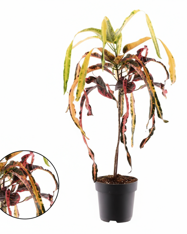Croton Dreadlock - Ø19cm - ↕70cm